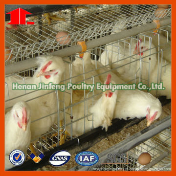 Jinfeng Chick Feeding Equipment